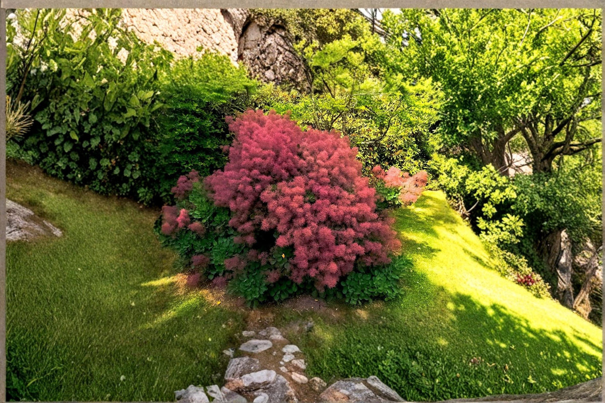 Smoke Tree Seeds – Cotinus coggygria, Deciduous Shrub, Flowering Ornamental Plant, Garden Landscape, 40 Seeds