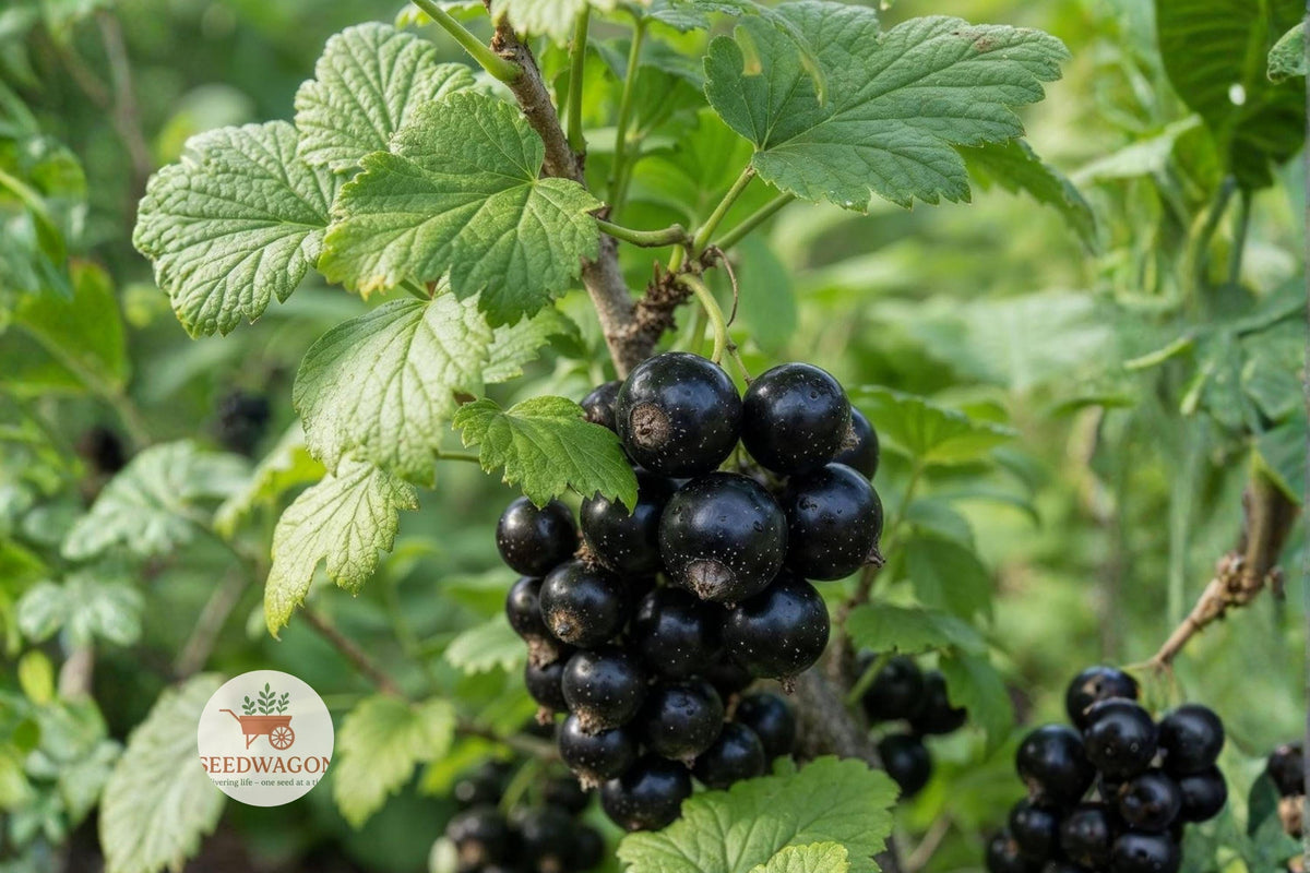 Black Chokeberry Seeds – Aronia melanocarpa, Edible Shrub, 50 Seeds for Native Gardens, Wildlife, Hedges, Fall Color