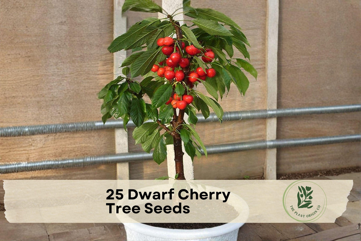 Dwarf Cherry Tree Seeds – 25 Pack, Ornamental Flowering Tree, Prunus spp., Bonsai & Garden Planting