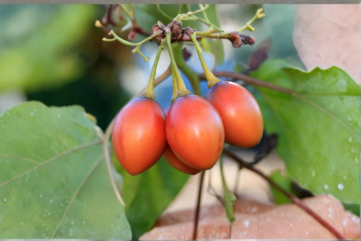 Tamarillo Tomato Tree Seeds – Solanum betaceum, Fruit-Bearing Shrub, Tropical Garden Plant, 10 Seeds