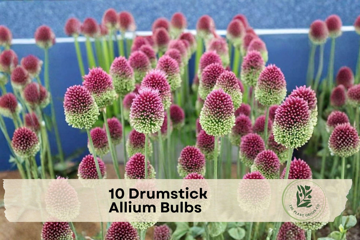 10 Drumstick Allium Bulbs – Purple Globe-Style Flowers, Ornamental Perennial, Allium sphaerocephalon for Borders & Gardens