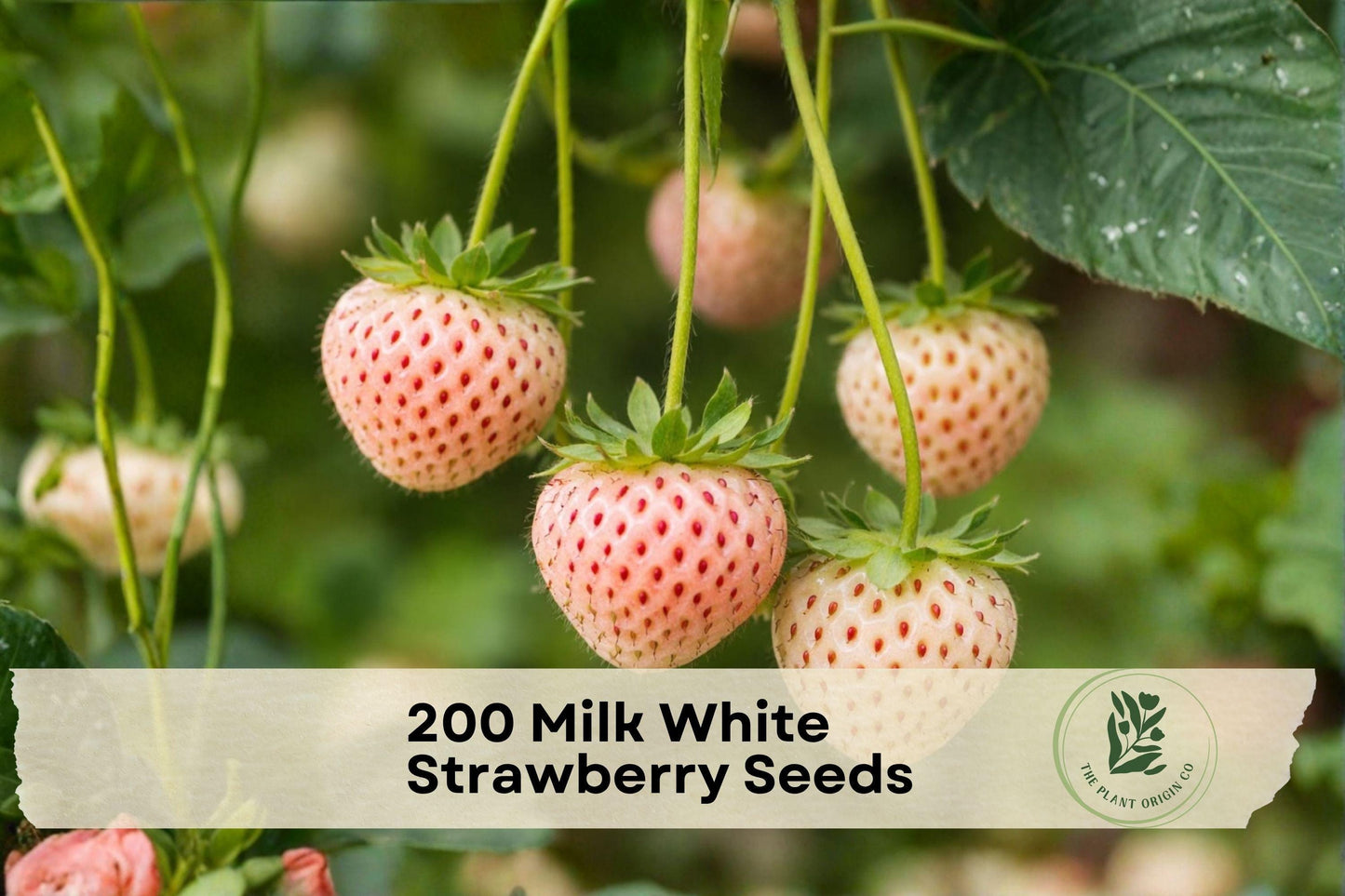 200 Milk White Strawberry Seeds – Fragaria × ananassa White-Toned Fruit Seeds for Garden, Container, and Patio Planting