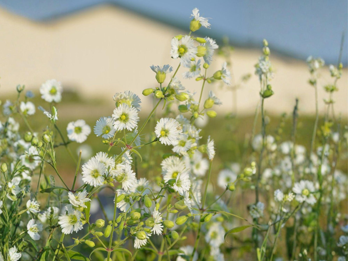 Starry Campion Seeds | Silene stellata Wildflower | White Star-Shaped Flowers | Perennial for Woodland Gardens & Natural Landscapes