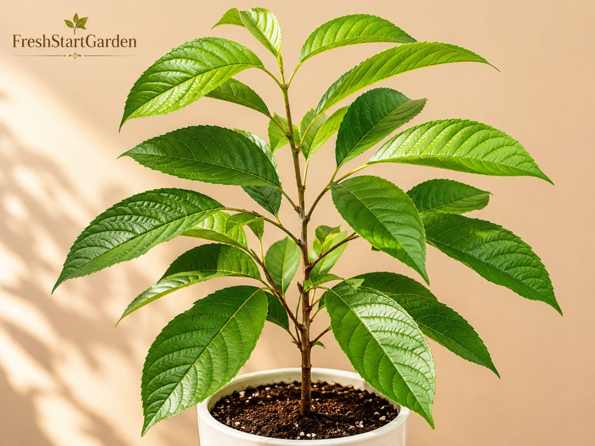 Black Cherry Bare Root Tree 12-24" Prunus serotina Native Shade Tree Wildlife Garden