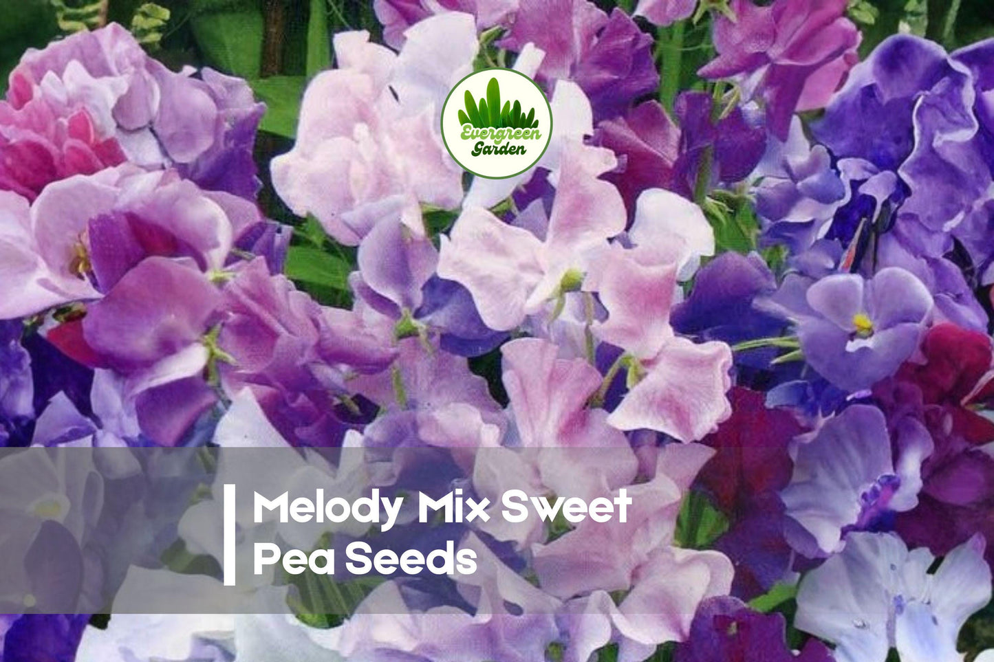 50+ Melody Mix Sweet Pea Seeds, Climbing Vine, Fragrant Pink Lavender Purple White, Lathyrus odoratus