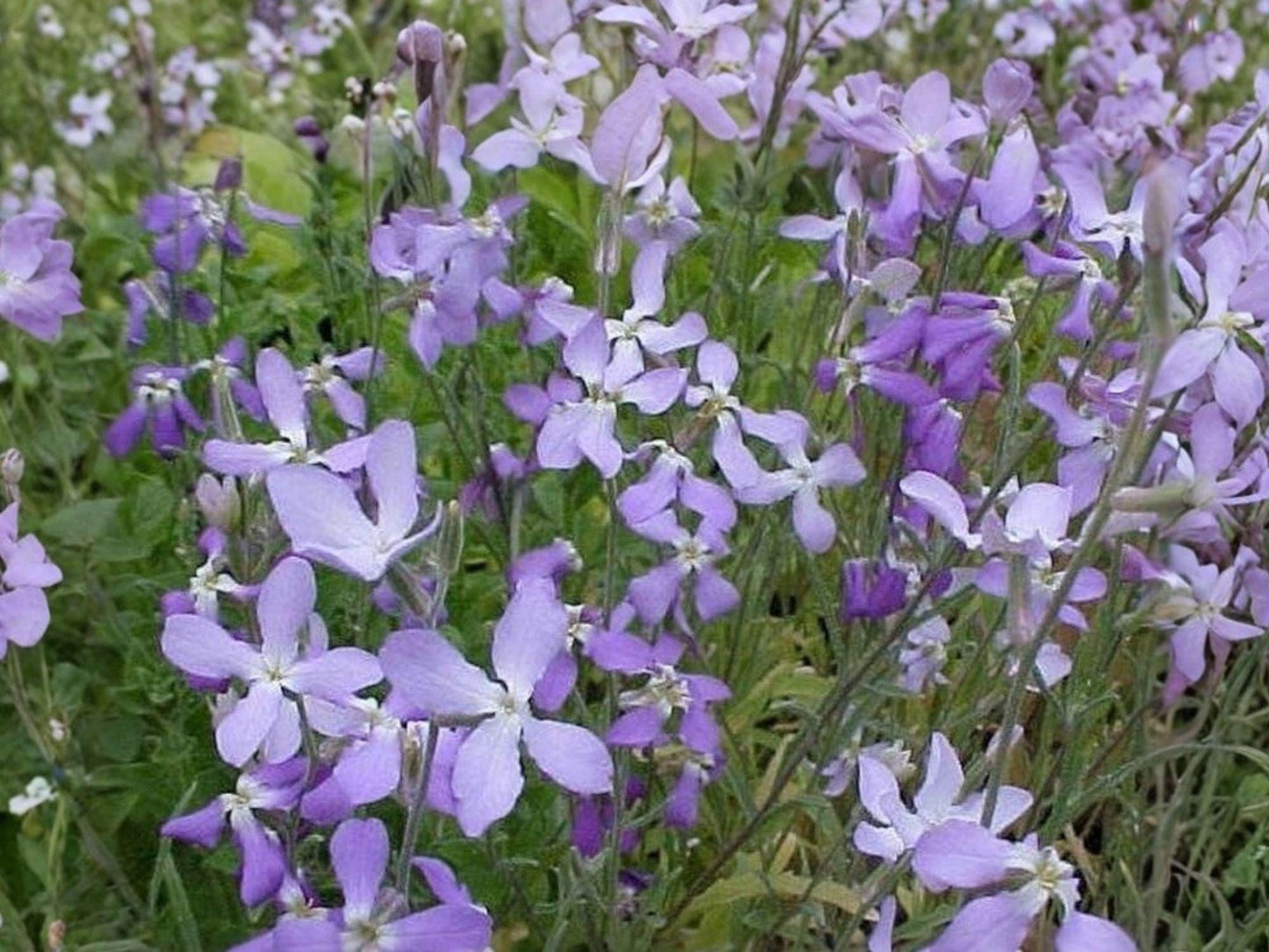 Evening Scented Stock Seeds | Matthiola Longipetala Flower Seeds for Cottage Gardens, Borders & Containers, Purple, Lavender, Pink, White