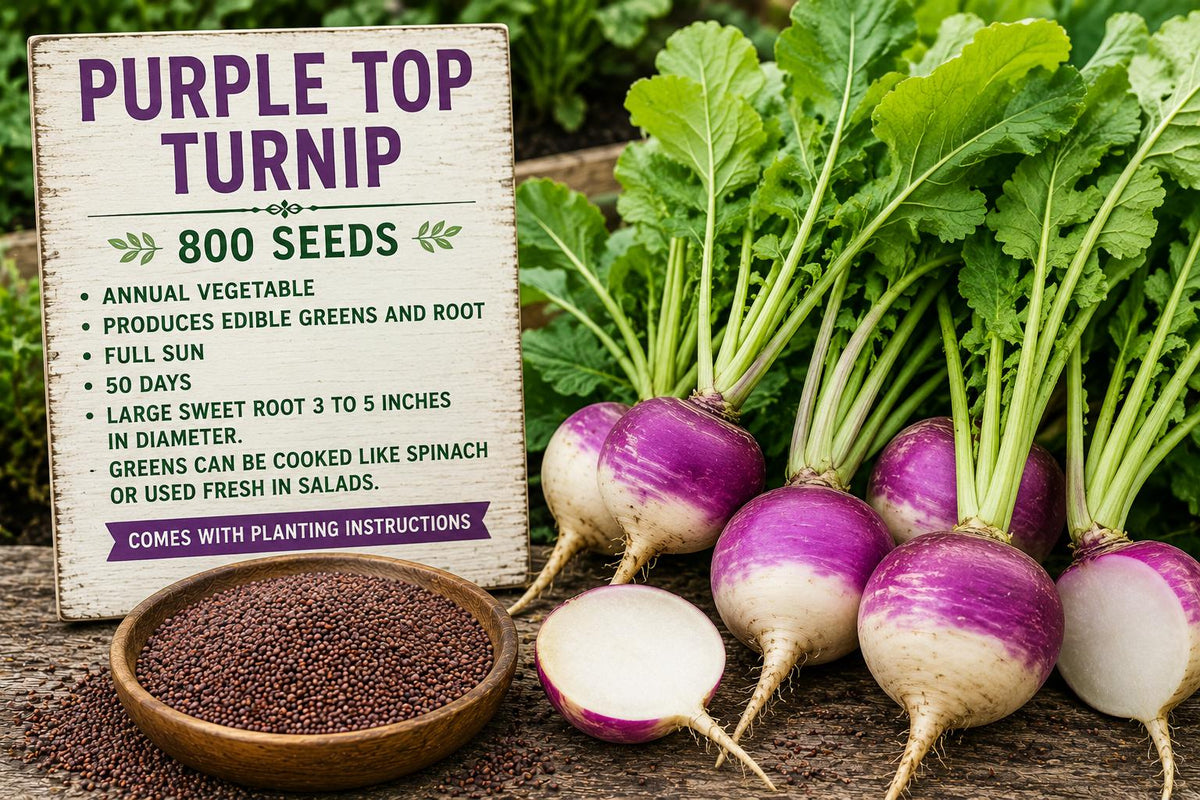 Purple Top Turnip Seeds, Brassica rapa, Edible Roots & Greens, Fast-Growing Annual Vegetable, 800 Seeds