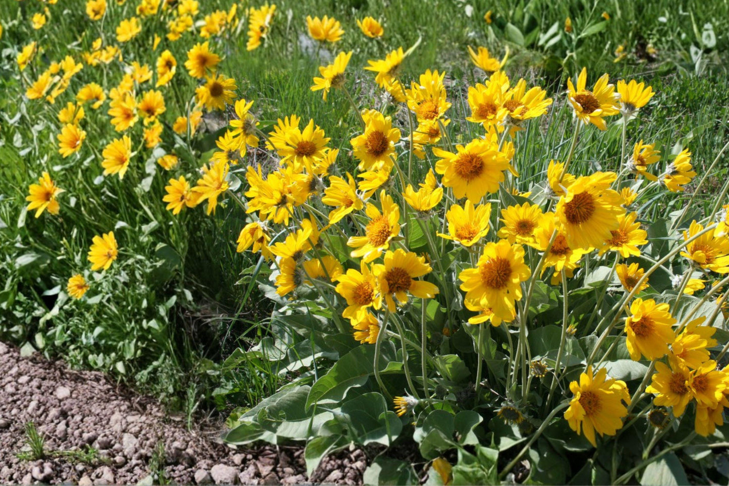 Arrowleaf Balsamroot Seeds – Yellow Wildflower, Balsamorhiza sagittata, Drought Tolerant Perennial Plant, Native to Western Landscapes