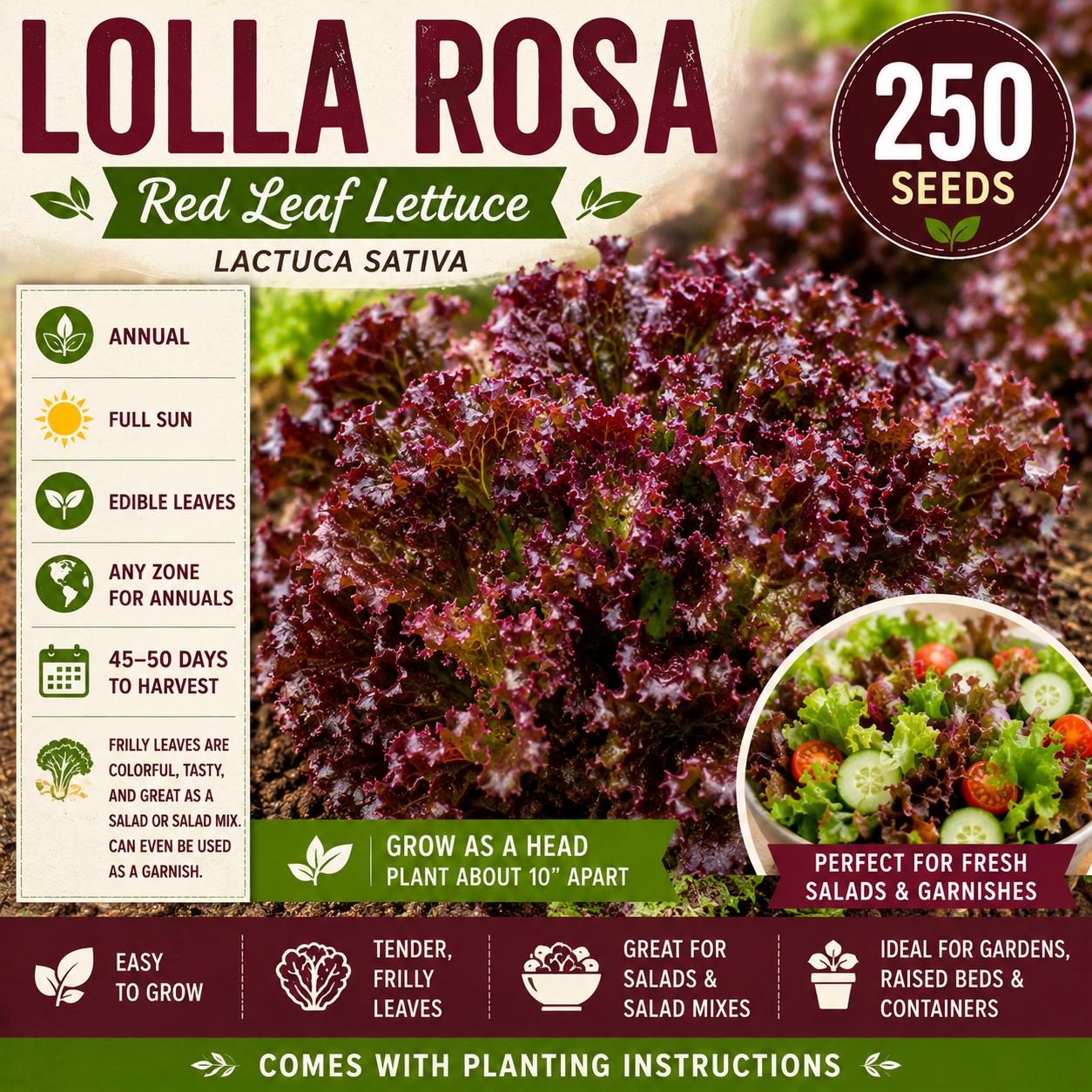 Lolla Rosa Lettuce Seeds 250 – Red Leaf Salad Greens Lactuca sativa, Decorative Frilled Burgundy Foliage