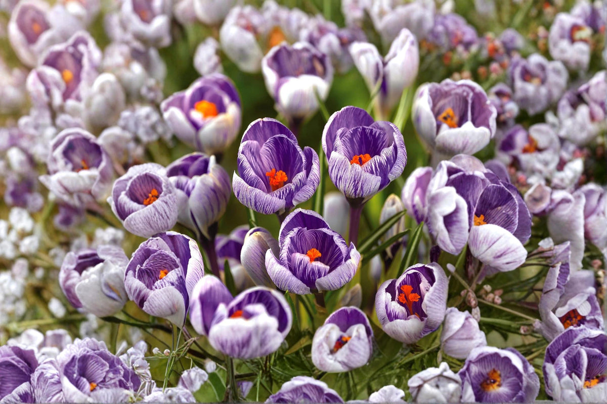 Striped Pickwick Crocus Bulb – Crocus vernus Spring Flowering Bulb with Purple and White Striped Blooms