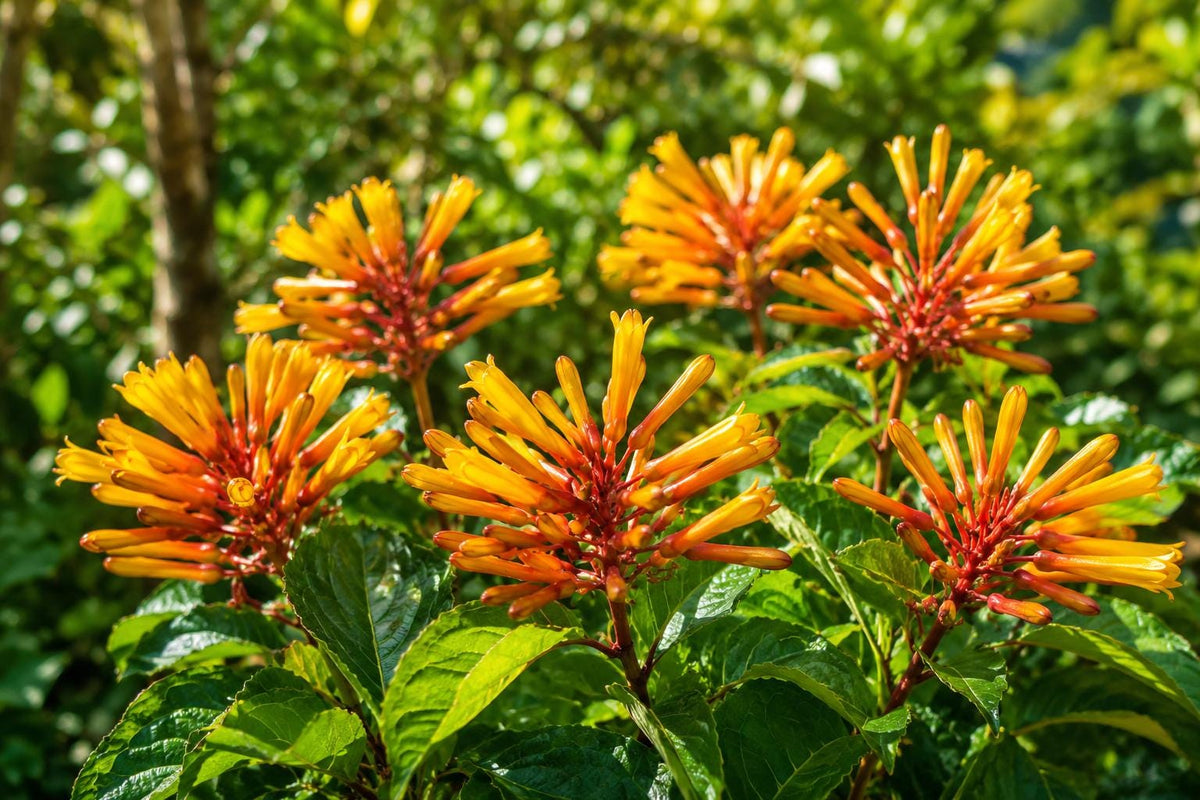 African Mexican Firebush Plant - Yellow Orange Blooms - Attracts Butterflies & Hummingbirds - Hamelia patens