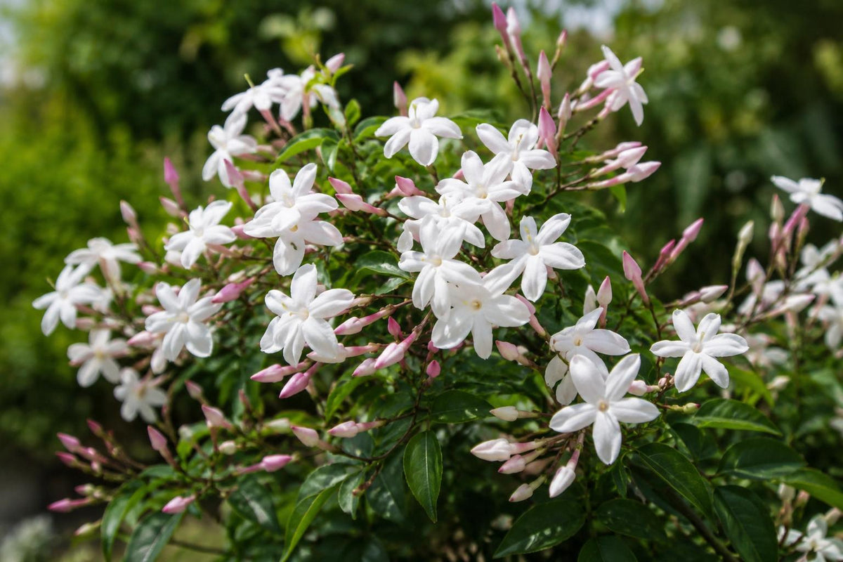Jasmine Plant 6-10" Pink Polyanthum Fragrant Vine Jasminum polyanthum for Garden, Fence, or Container