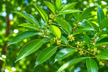 Snailseed Laurel Tree - Live Tropical Shade Tree - 8-12 Inches Tall - Cryptocarya alba - Exotic Landscape Plant