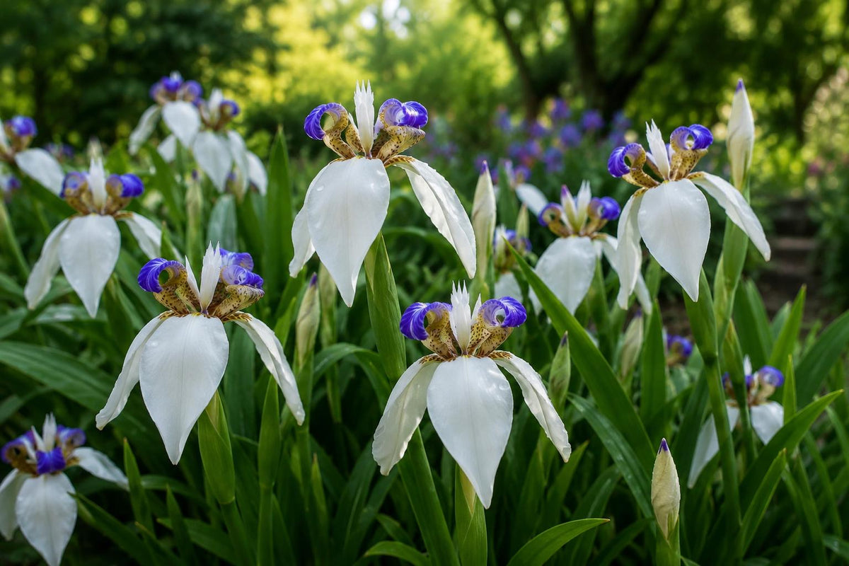 Walking Iris Plant - White Blue Fragrant Blooms - Neoregalia spp. Shade Garden Bog Perennial