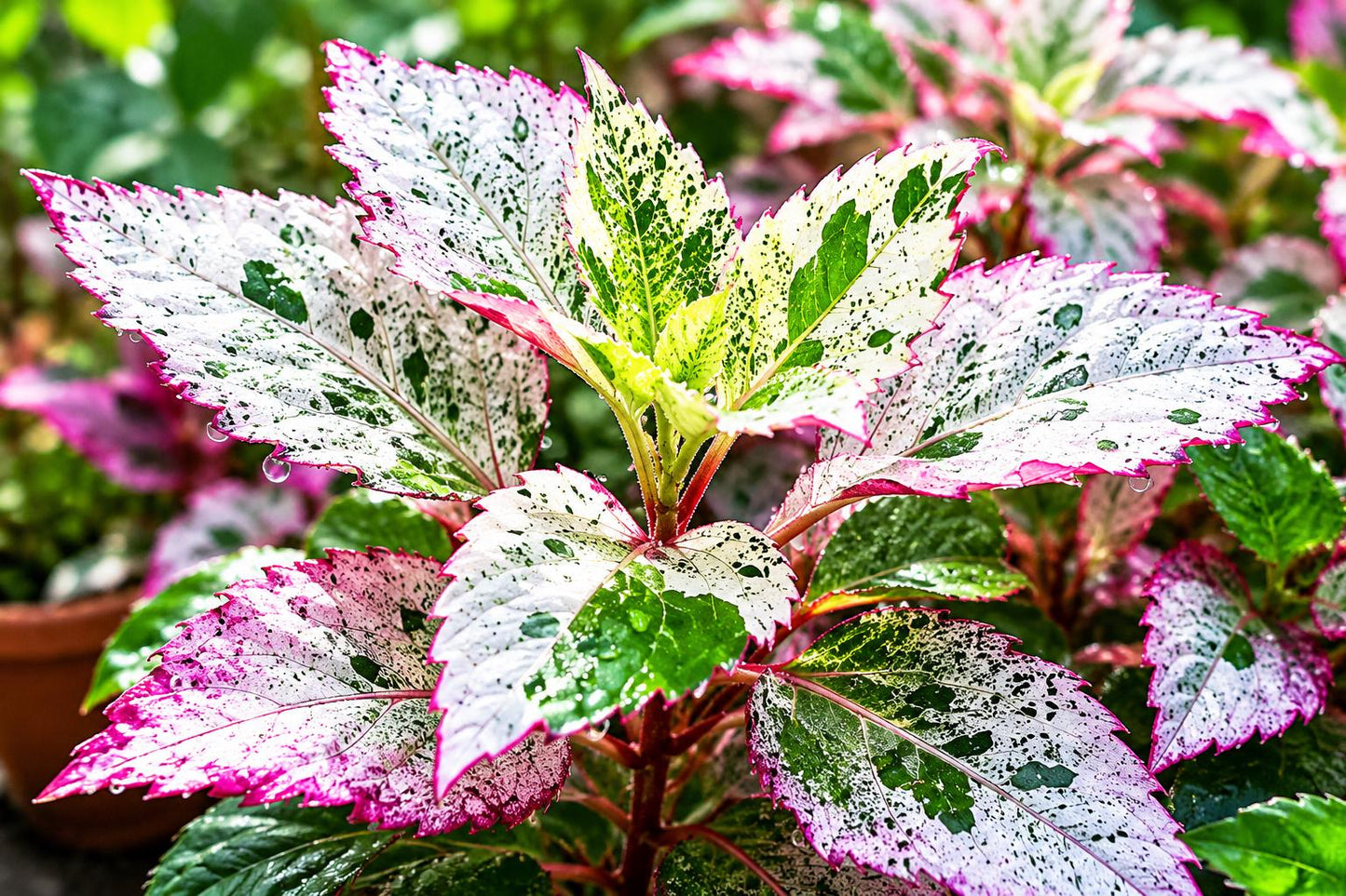 Blackberry Bush Live Starter Plant, 3.5-inch Pot, Southern Wild Rubus fruticosus, Fruit-bearing, Drought-tolerant, Full Sun