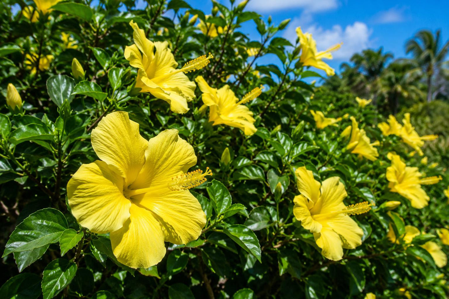 Tropical Hibiscus Plant - Large Whipped Cream Flowers - White Pink Blooms - Hibiscus rosa-sinensis