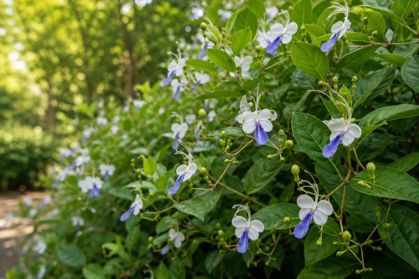 Blue Butterfly Bush Tropical Plant - Clerodendrum Ugandense - Unique Butterfly-Shaped Blue Flowers for Garden or Container