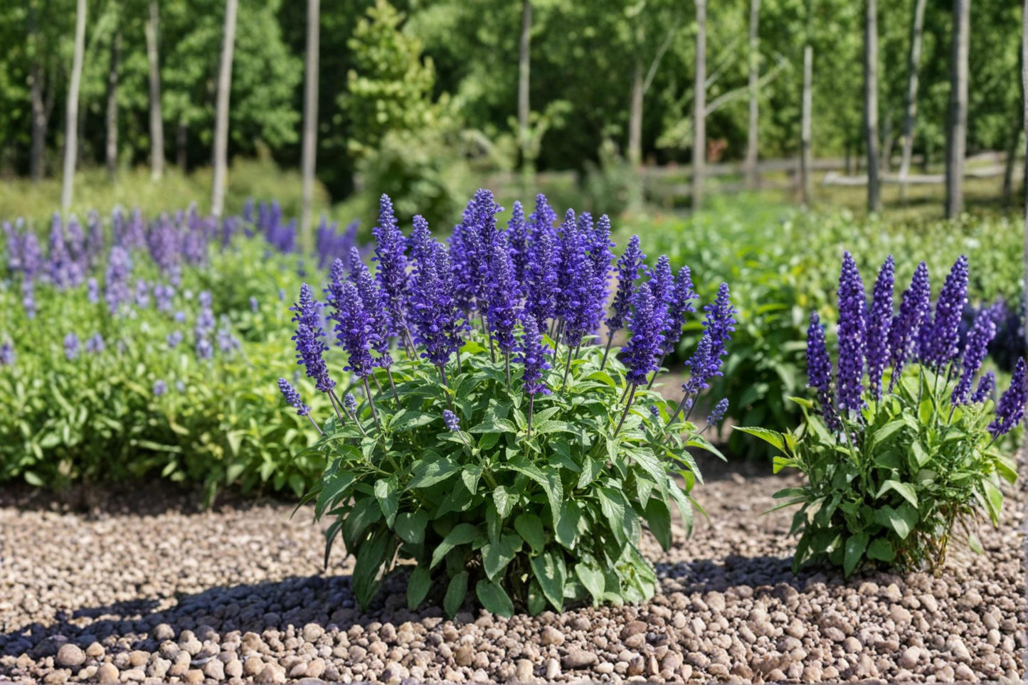 Blue Queen Salvia Seeds – Salvia farinacea, Perennial Flowering Plant, Blue Blooms, Garden Seeds, Full Sun, Well-Drained Soil
