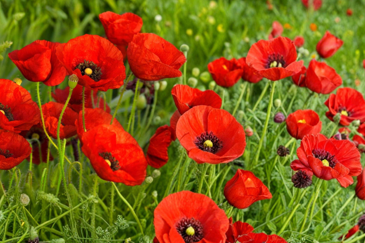 American Legion Poppy Seeds – Red Papaver rhoeas Flower for Wildflower Gardens, Borders & Naturalized Landscapes
