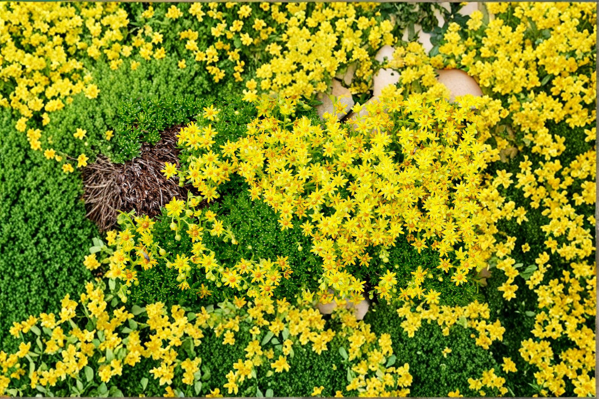 Yellow Acre Sedum Seeds – Sedum acre Ground Cover Succulent, Drought Tolerant Perennial Plant for Garden Landscaping
