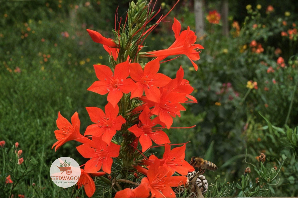 Standing Cypress Seeds – Ipomopsis rubra Wildflower Seeds for Pollinator Gardens, Drought Tolerant, Red Tubular Blooms, Native Prairie Plant