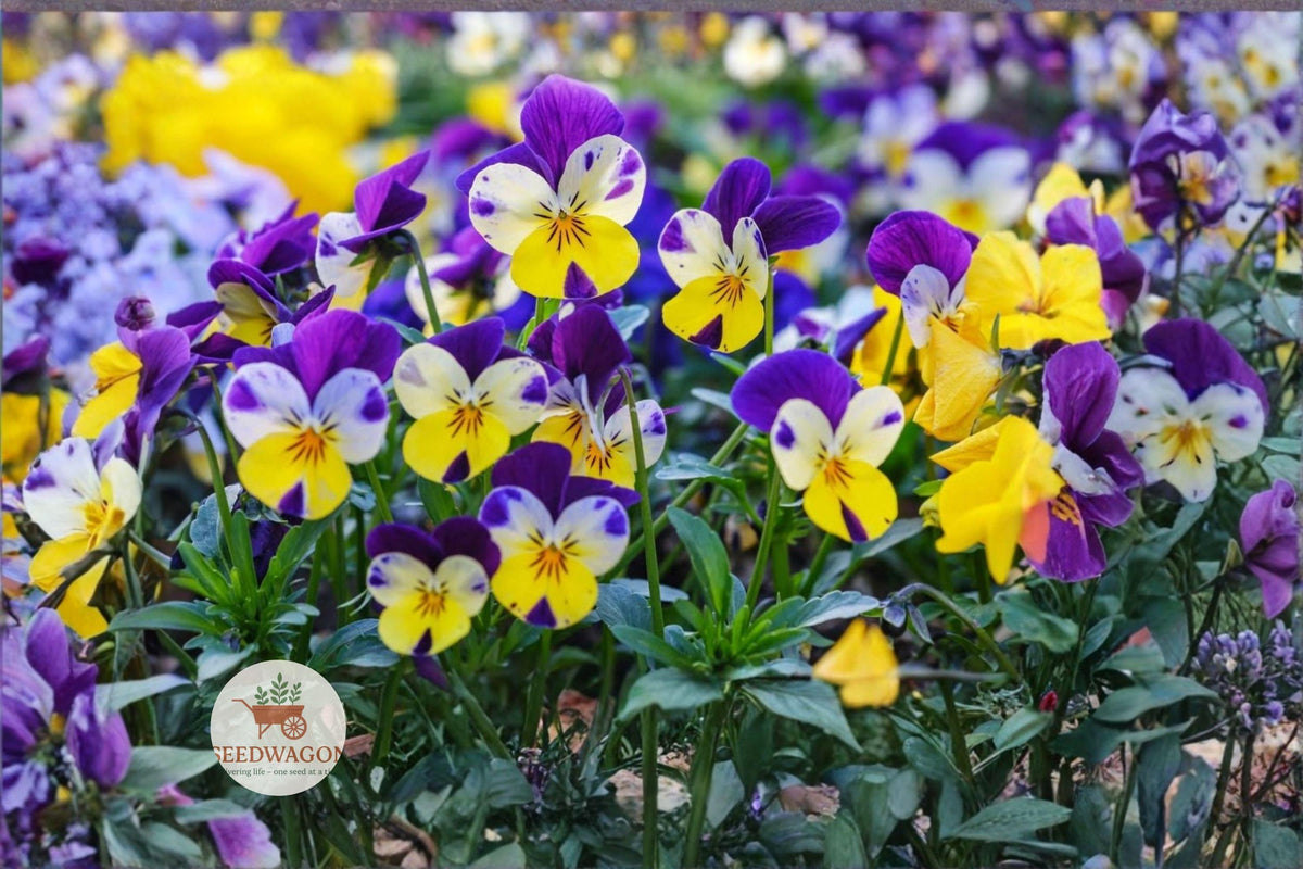 Helen Mount Johnny Jump Up Seeds – Viola tricolor Flower Seeds for Borders, Containers, Pollinator Gardens, 100 Seeds