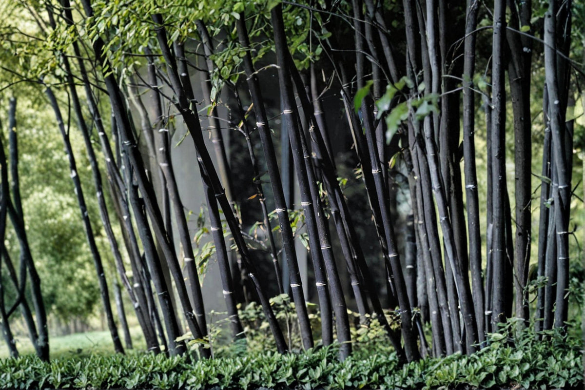 Black Bamboo Seeds – Phyllostachys nigra – Ornamental Bamboo for Landscaping and Privacy Screens
