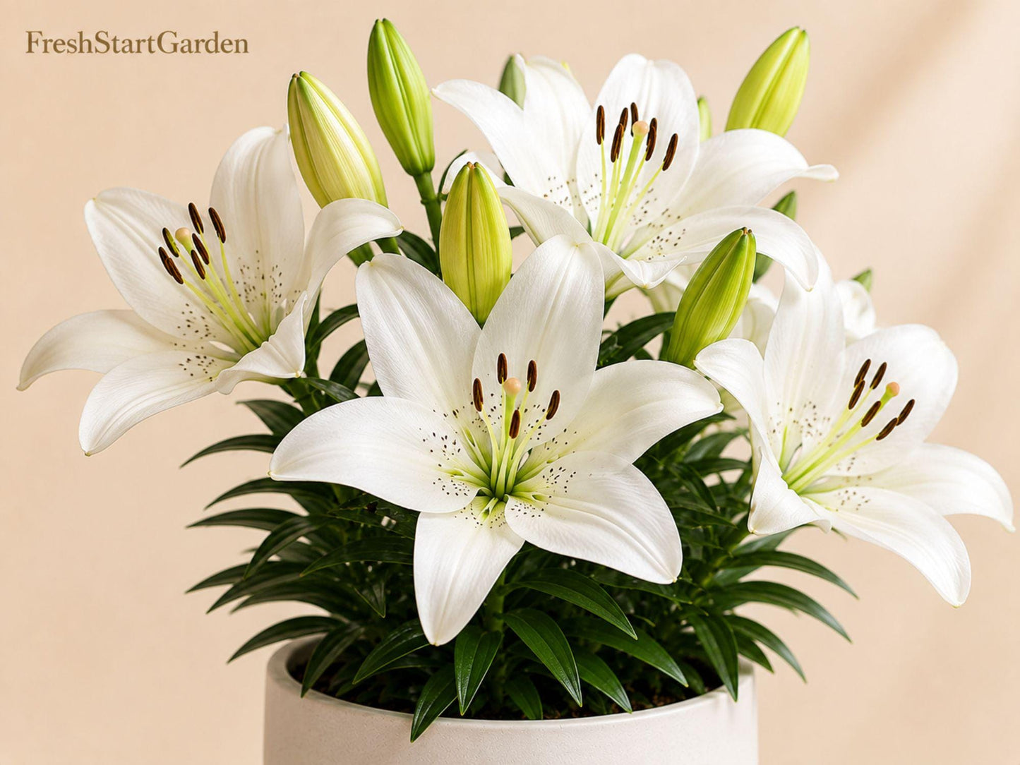 Navona White Asiatic Lily Bulbs – Lilium asiaticum ‘Navona’ Hardy Perennial Flower for Borders, Containers, Garden Beds