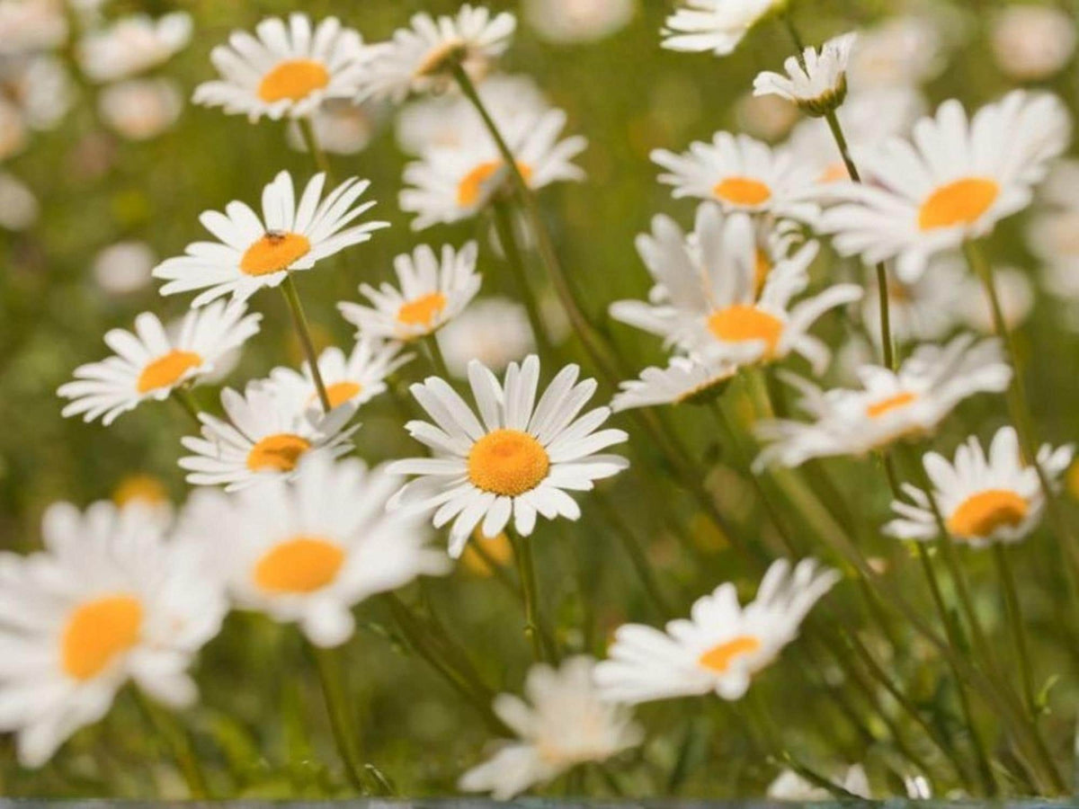 Oxeye Daisy Seeds – Leucanthemum vulgare Wildflower Seeds for Pollinator Gardens, Cottage, Meadow, Natural Landscape