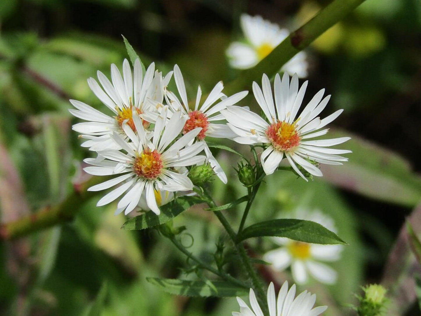 100 Heath Aster Seeds – Symphyotrichum pilosum Wildflower Seeds for Pollinator Gardens, Cottage, Meadow, Natural Landscaping