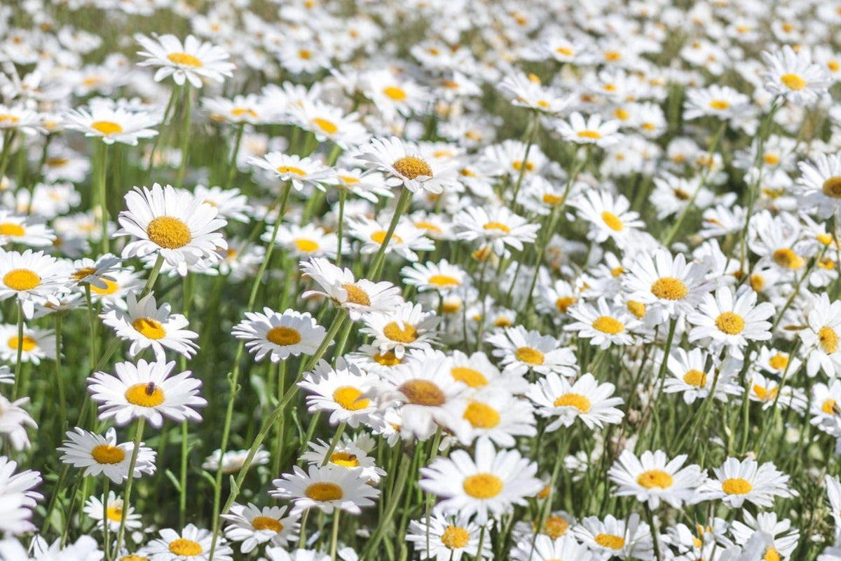 Alaska Shasta Daisy Seeds – White Perennial Flower, Chrysanthemum maximum, Garden Bloom, Cut Flower, Full Sun to Partial Shade