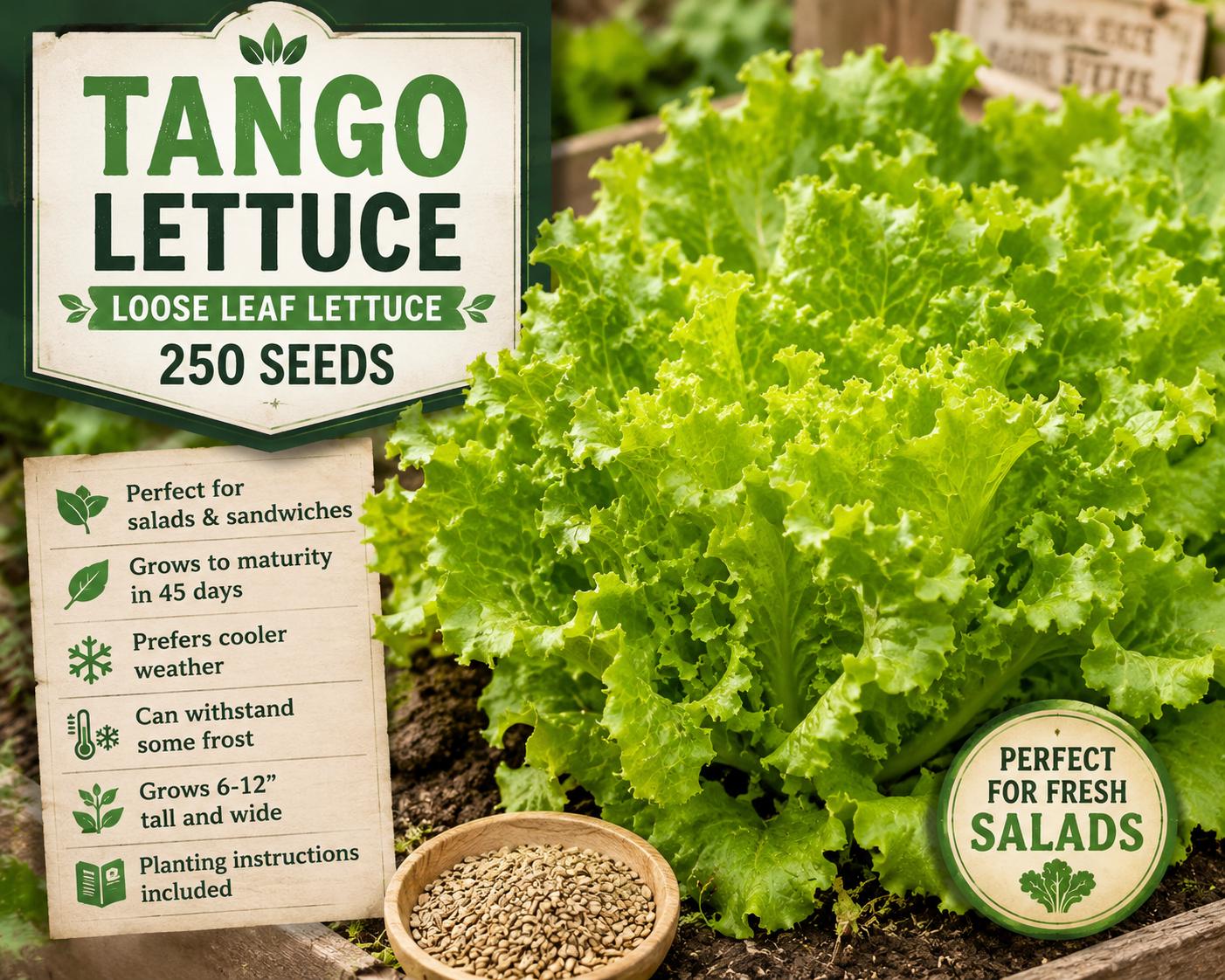 Tango Lettuce Seeds – Loose Leaf Green Salad Greens Lactuca sativa, 250 Seeds for Home Garden, Cool Weather, Frost Tolerant