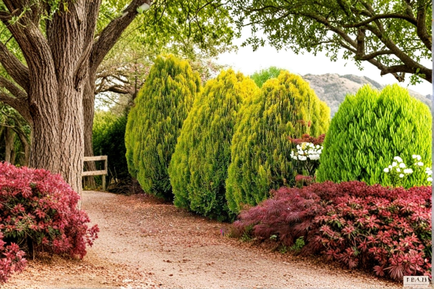 Golden Oriental Arborvitae Seeds – Platycladus orientalis, Evergreen Tree for Landscaping, Garden, Hedge, 30 Seeds