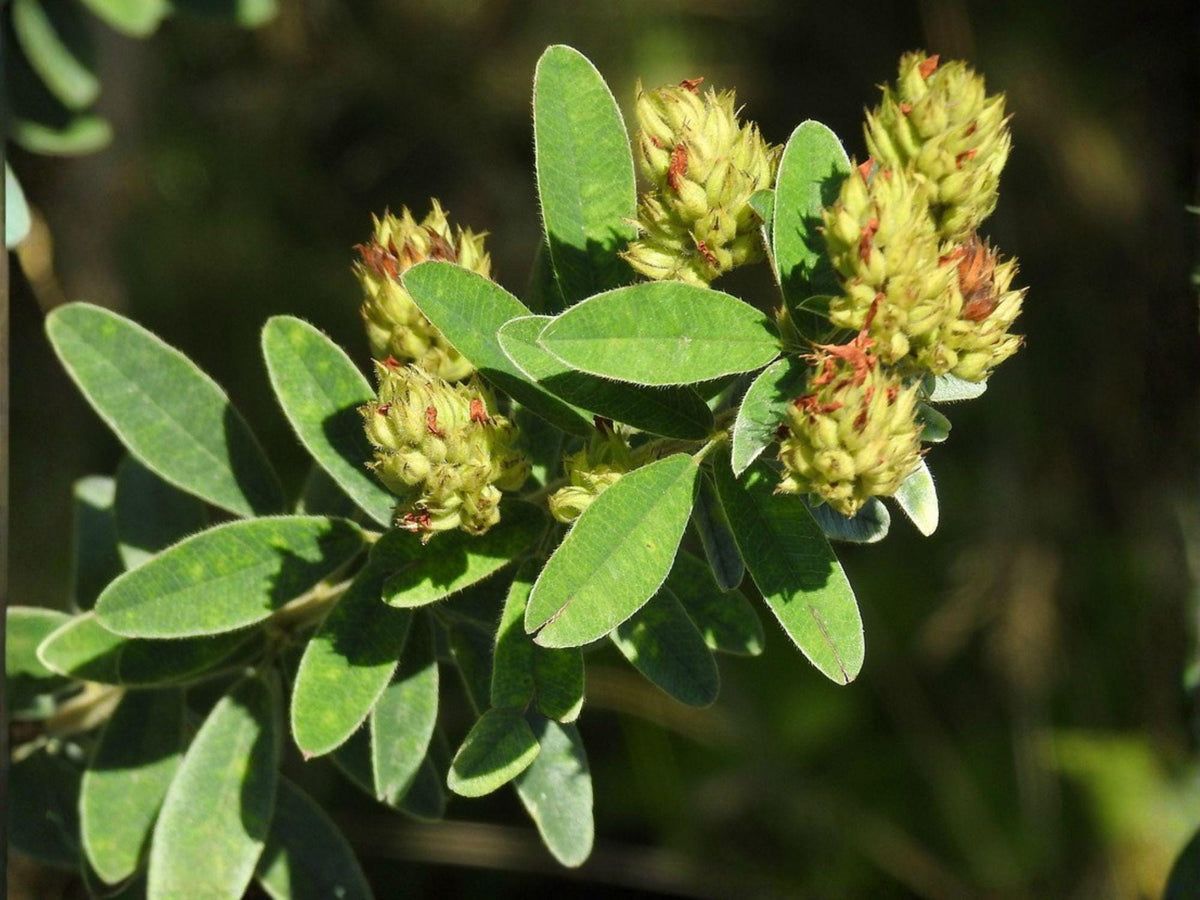 Roundhead Bush Clover Seeds - Lespedeza capitata Native Prairie Wildflower for Pollinator Gardens & Meadow Landscaping