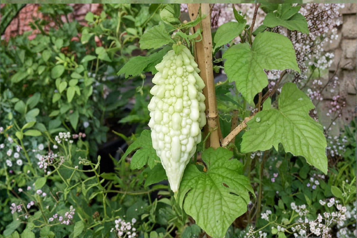 Bitter Gourd Seeds, Momordica charantia, Climbing Vine, Vegetable Seeds, Garden Plant, Edible Fruit, Outdoor Growing