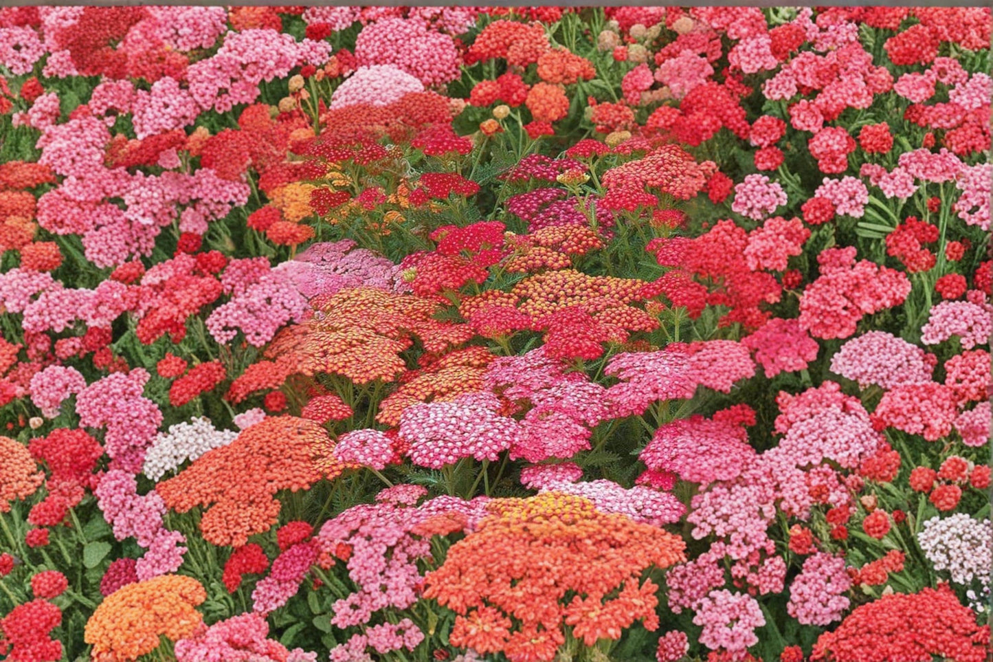 Bright Color Yarrow Seeds – Achillea millefolium Perennial Flowering Plant for Garden Beds and Borders