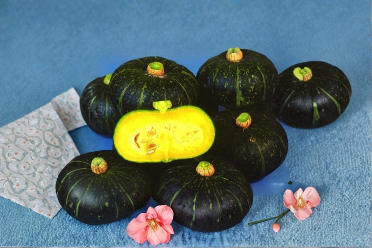 Black Kuri Squash Seeds – Heirloom Winter Cucurbita maxima, Edible Dark Rind, Garden & Trellis Plant, 10 Seeds