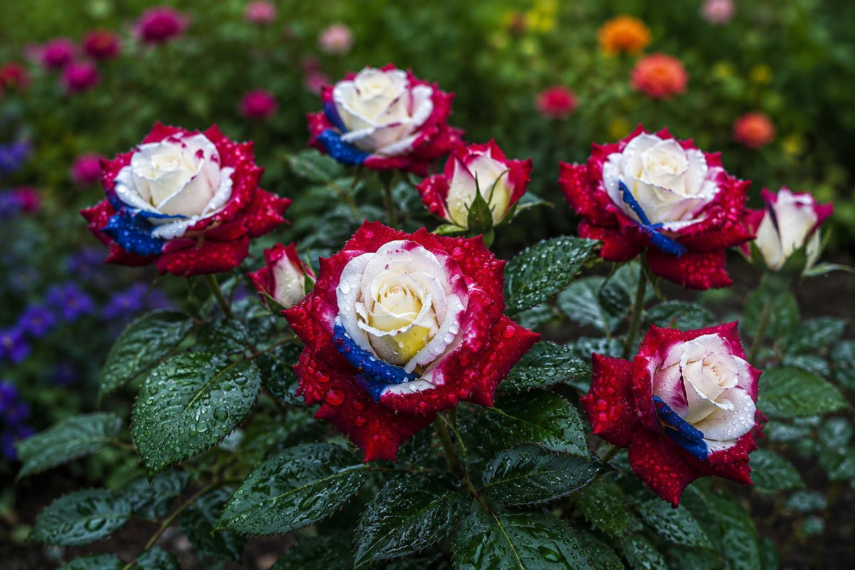 Rare Three-Color Rose Seeds - 20pcs for Home Garden, Vibrant Blooms, Rosa spp.