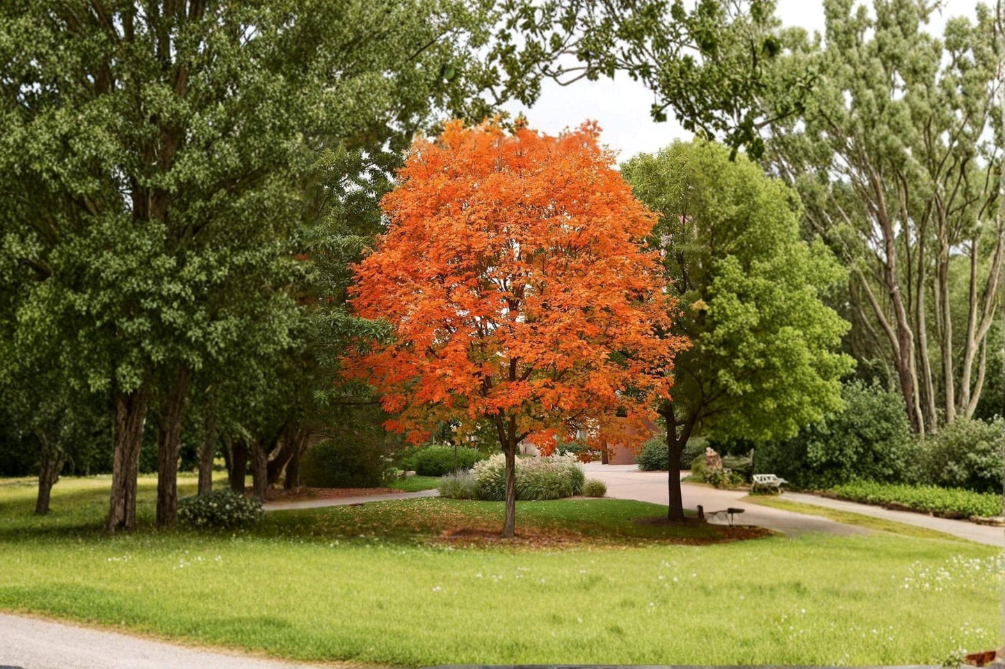 Sugar Maple Seedling, Acer saccharum, Deciduous Tree for Outdoor Planting, Garden Tree, Live Plant
