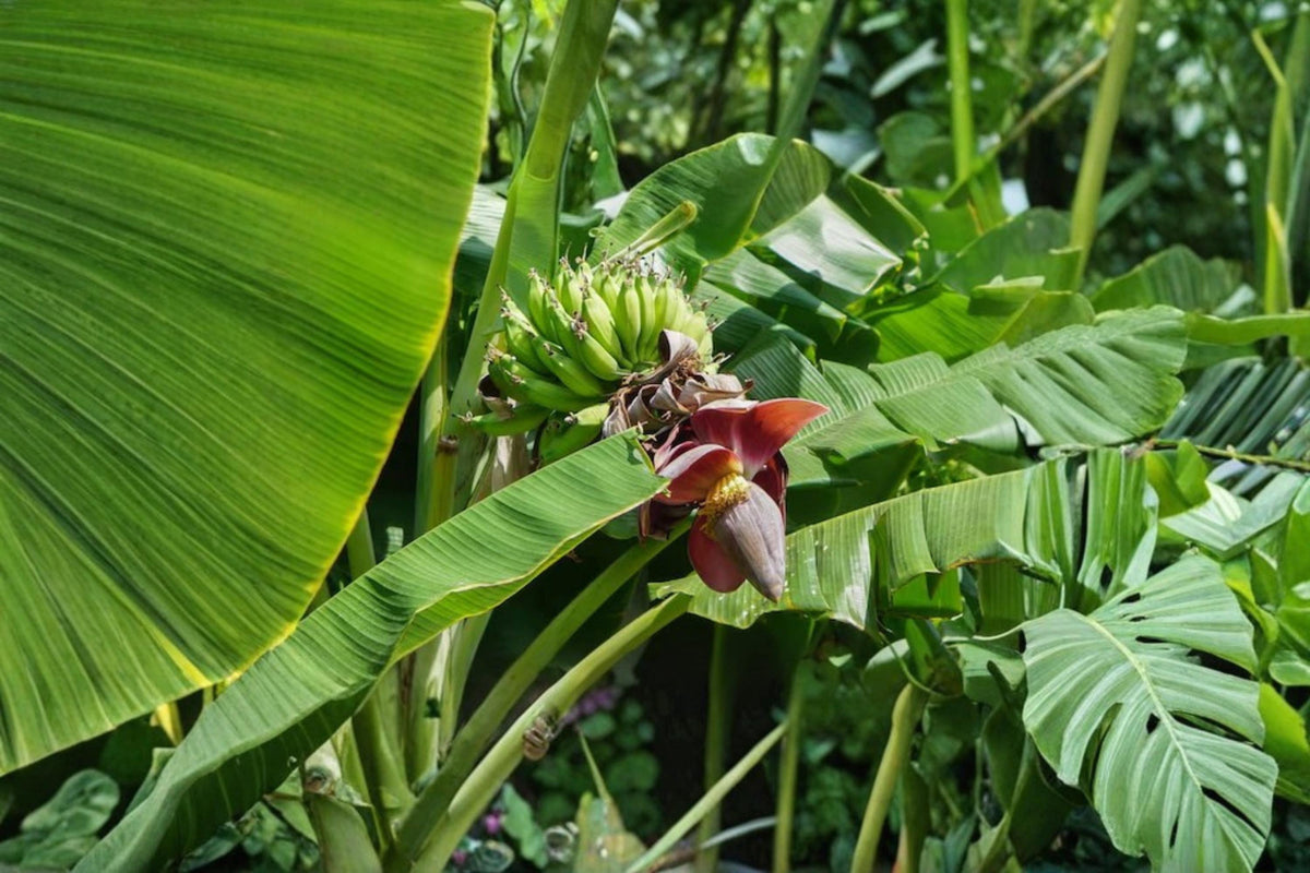 Darjeeling Banana Seeds – Musa sikkimensis Tropical Plant for Garden or Container Growing