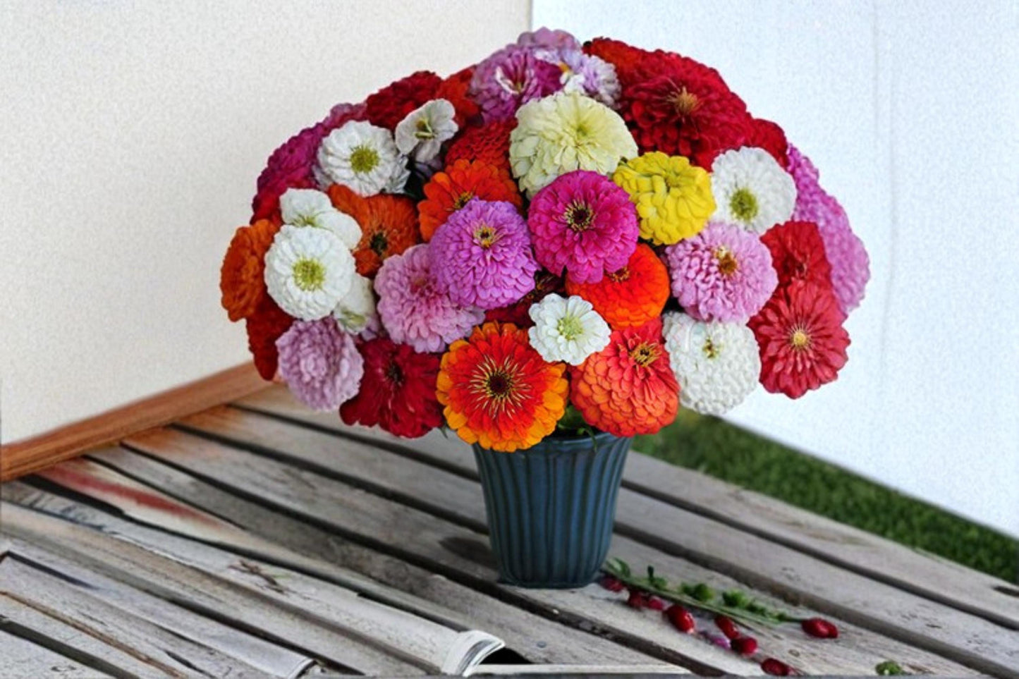 Giant California Zinnia Seeds – Zinnia elegans – Colorful Mixed Blooms for Gardens, Borders & Cut Flowers, 250 Seeds