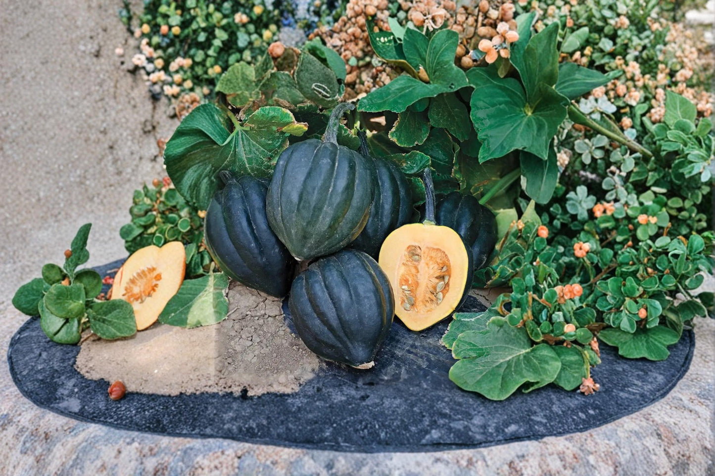 Black Betty Acorn Squash Seeds – Cucurbita pepo, Dark Green to Black, Edible Garden Vegetable, Heirloom, Full Sun, Annual Plant