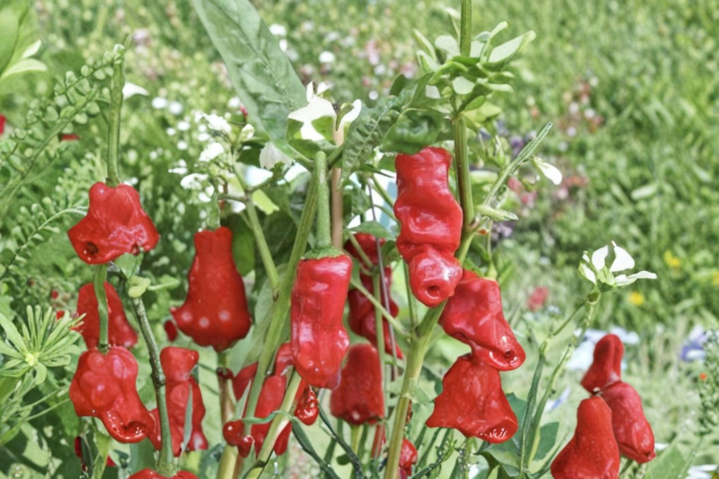 Exotic Pepper Seed – Capsicum annuum – Colorful Fruit, Compact Growth, Warm-Season Vegetable Seed for Garden & Containers