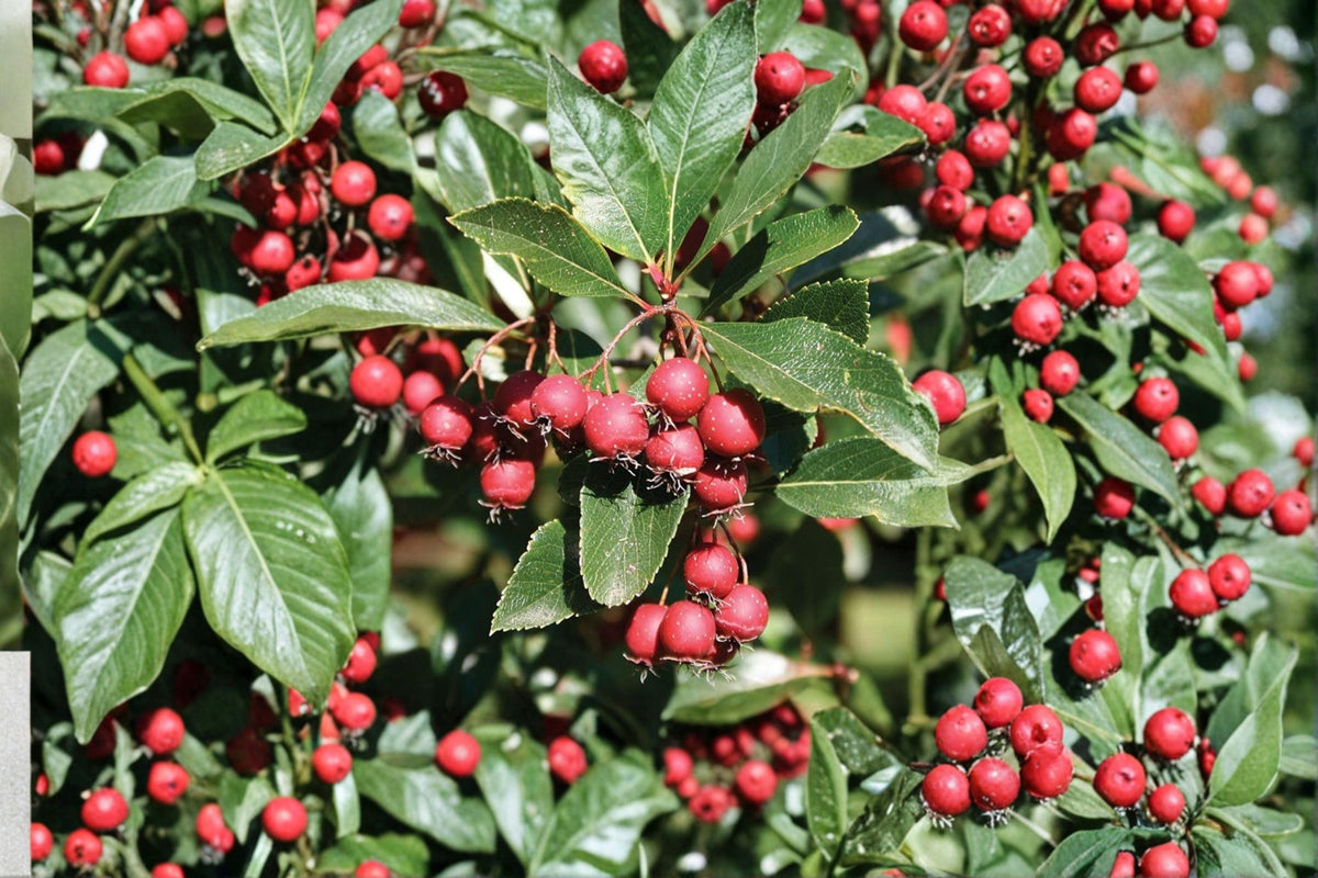 Thornless Hawthorn Tree Seeds – Crataegus crus-galli – Ornamental Deciduous Landscape Tree with White Flowers and Red Fruits