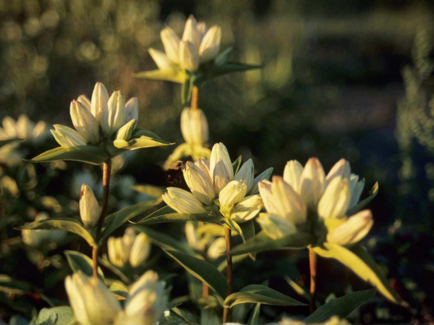 Cream Gentian Seeds – Gentiana flavida Wildflower Seeds for Pollinator Gardens, Cottage Garden, Natural Landscape