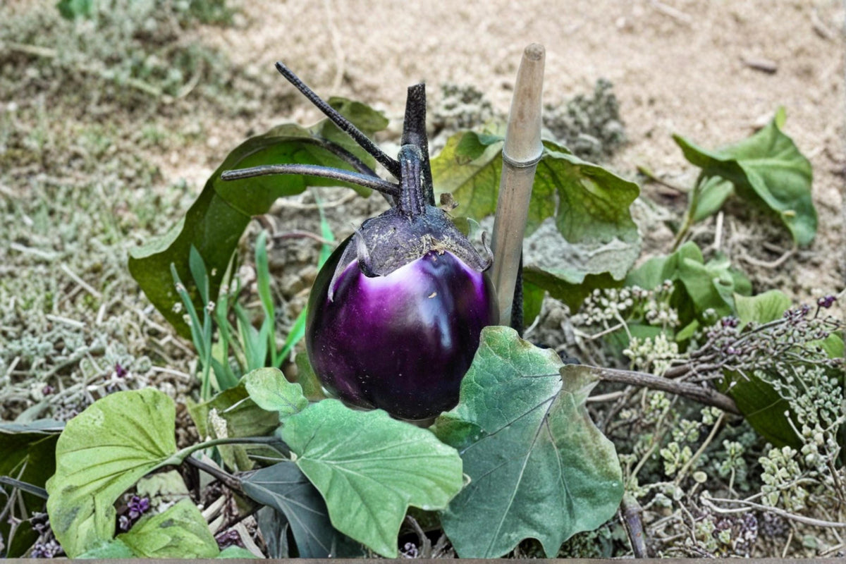 Barbarella Eggplant Seeds – Heirloom Solanum melongena with Deep Purple Fruits, Vegetable Seeds for Garden and Container Growing