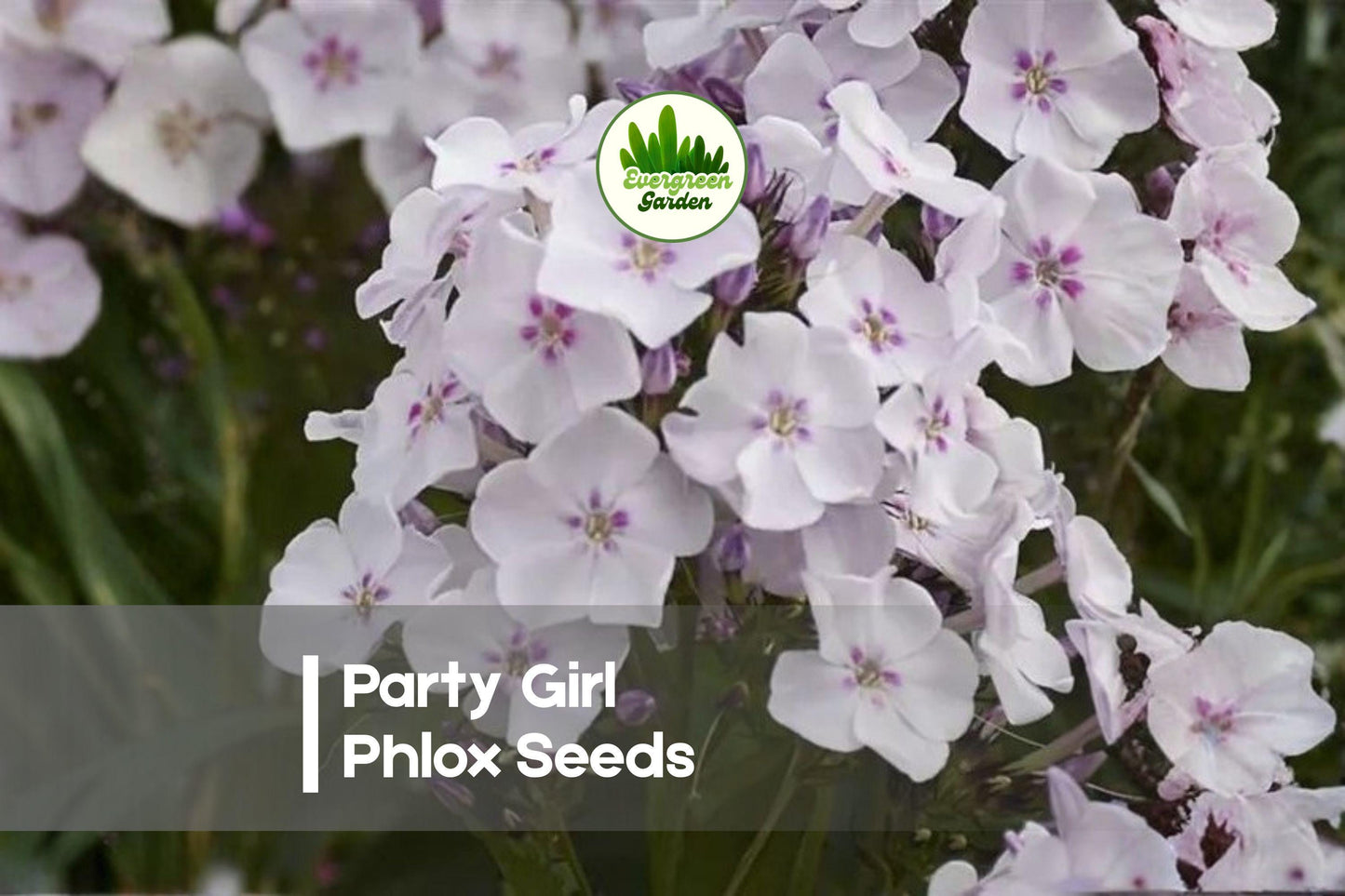 Party Girl Phlox Seeds – 100+ Bright Star-Shaped Flowers, Mixed Colors, Annual, Phlox drummondii, Summer Bloom, Pollinator Attracting