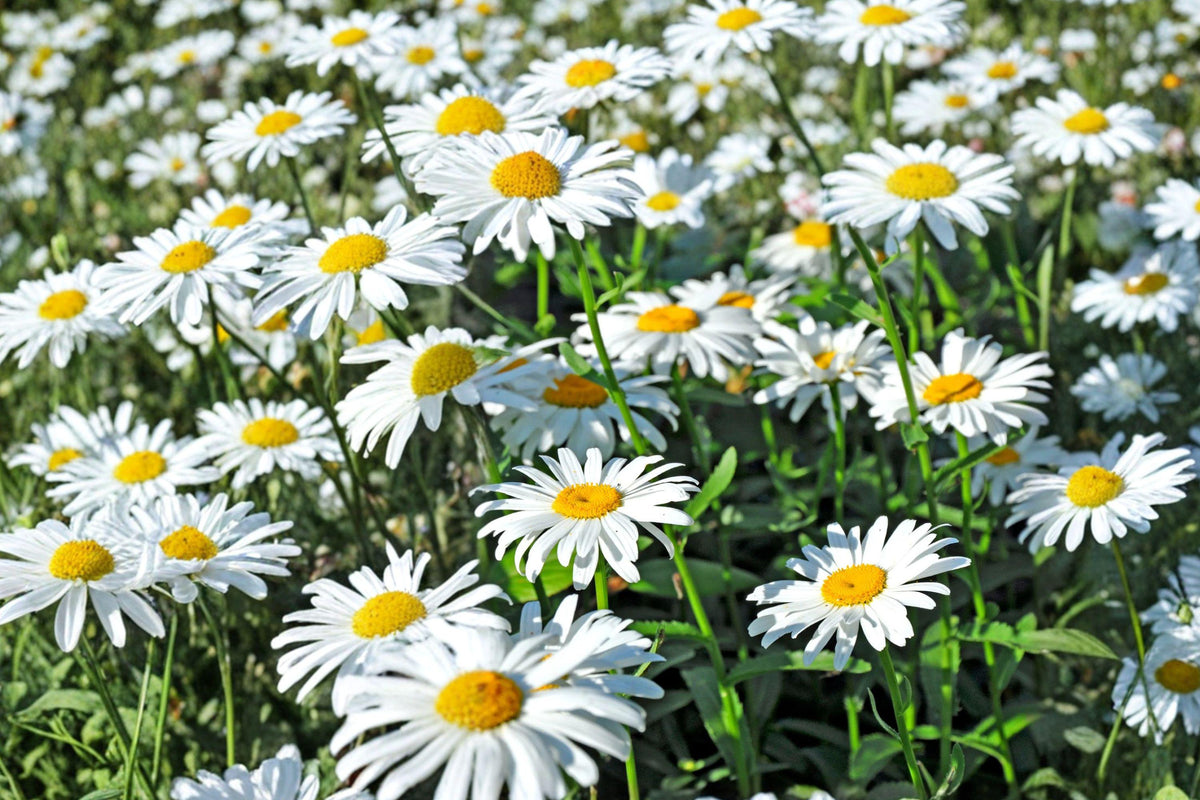Dwarf Shasta Daisy Seeds – Chrysanthemum maximum dwarf – White Perennial Flower for Borders, Containers, Cottage Gardens