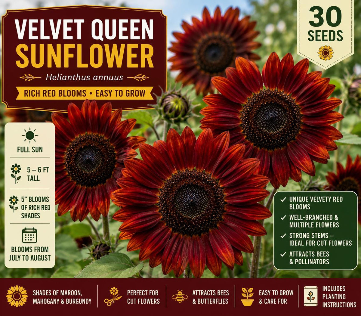 Velvet Queen Sunflower Seeds – 30 Red Bloom Helianthus annuus for Garden, Cut Flowers, Pollinator Gardens