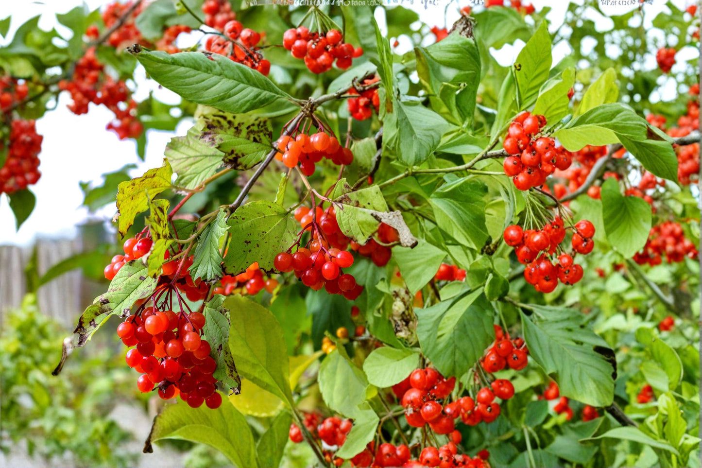 American Highbush Cranberry Seeds – Viburnum trilobum Shrub for Landscaping, Wildlife Gardens & Hedges